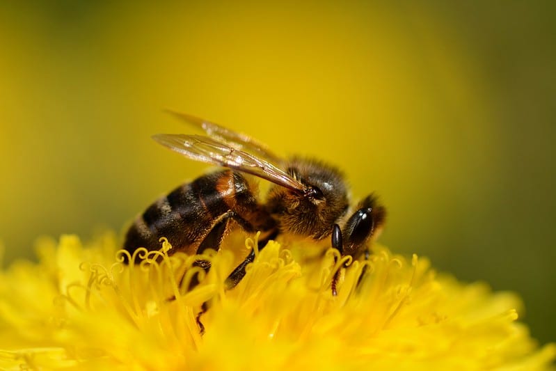 Bees typically aren't responsible for dandelion infused honey 