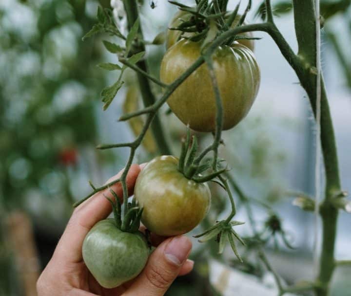 You can have indoor grown tomatoes