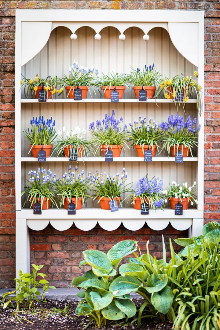 Try to do vertical garden planting