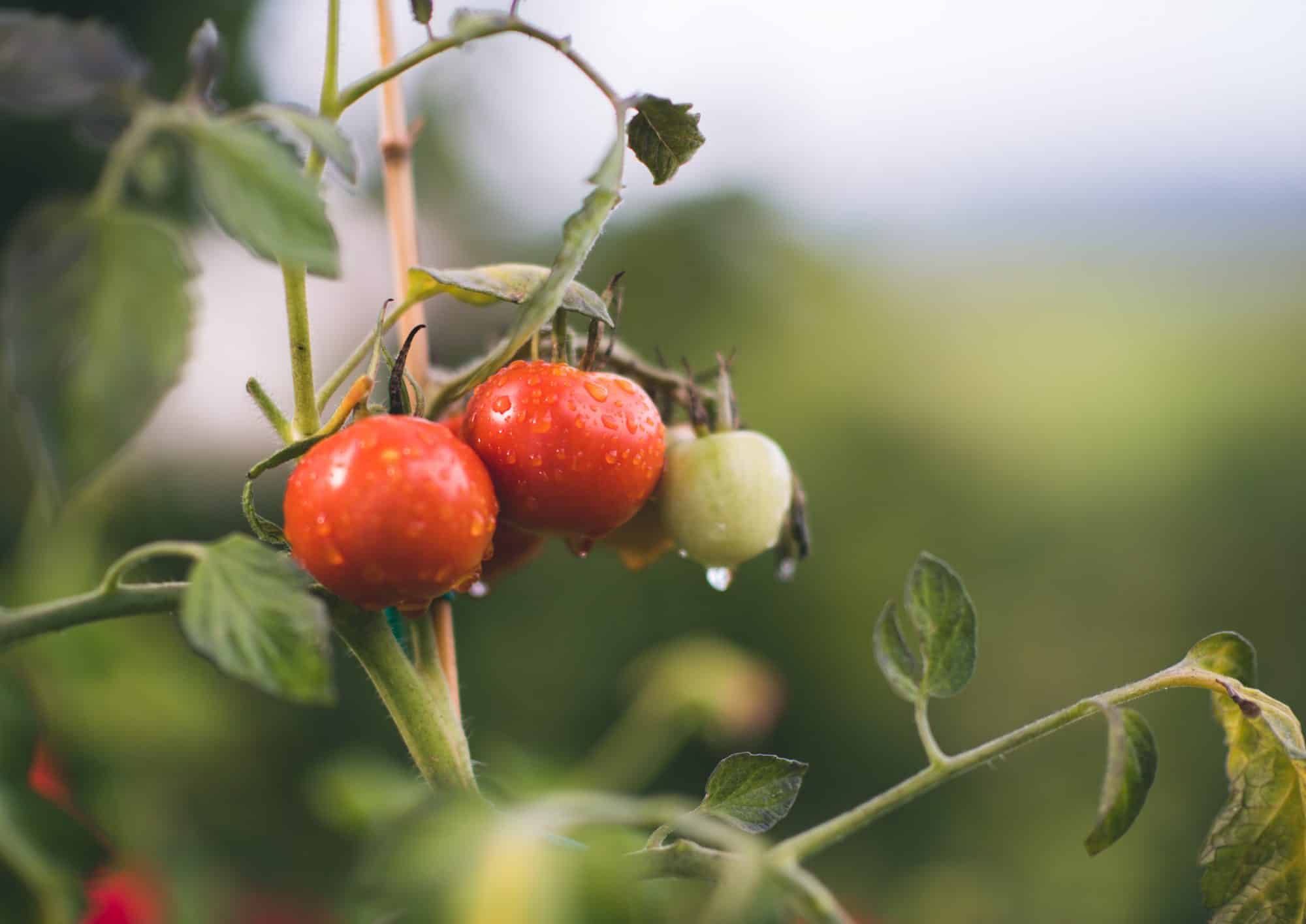 Tomatoes are one of the easy to grow fruits and vegetables