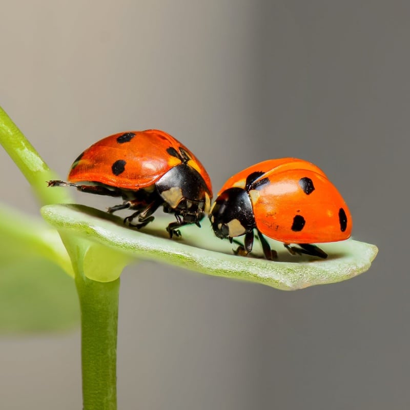 Encourage insects like ladybugs to help fix your poor soil. 