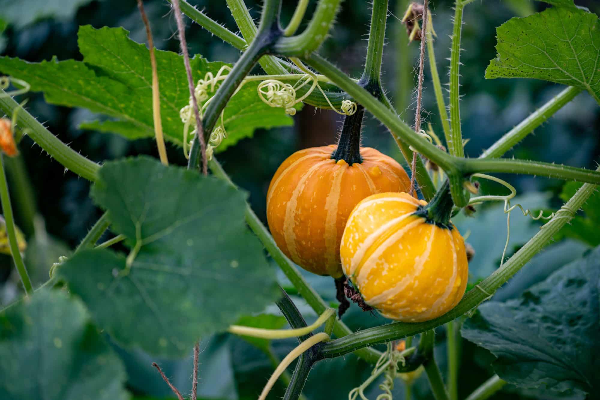 Try growing squash in pots