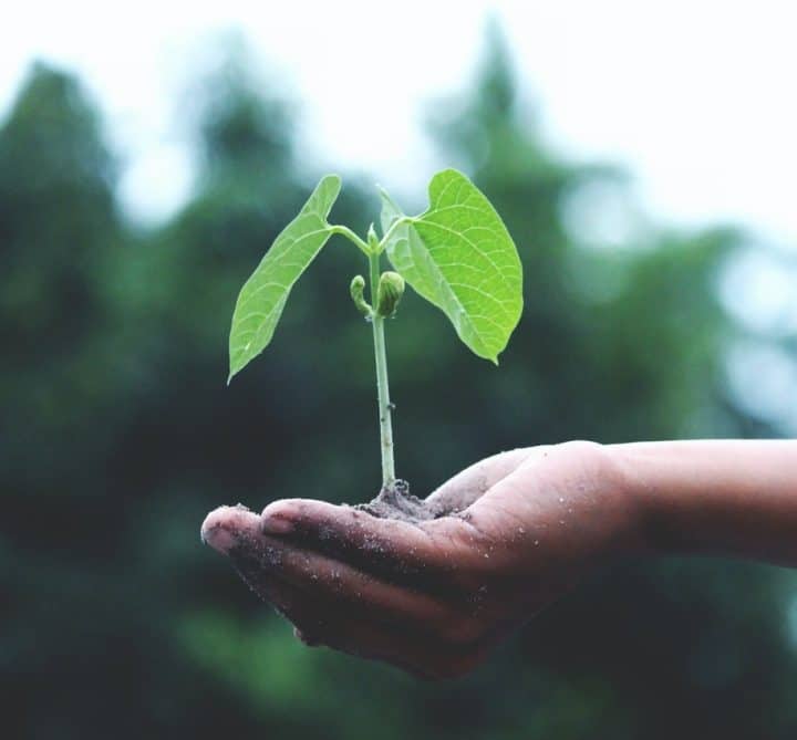 What plants need to be covered in winter: delicate plants