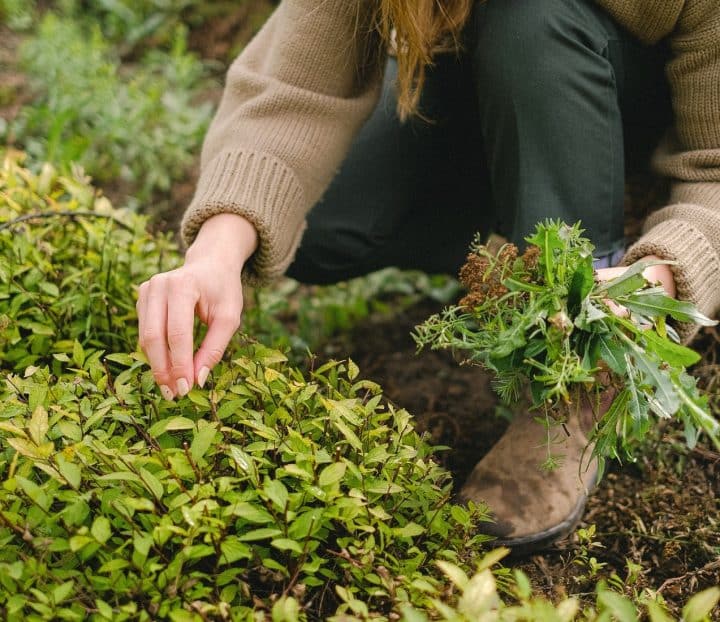 The best time to plant seeds is in spring