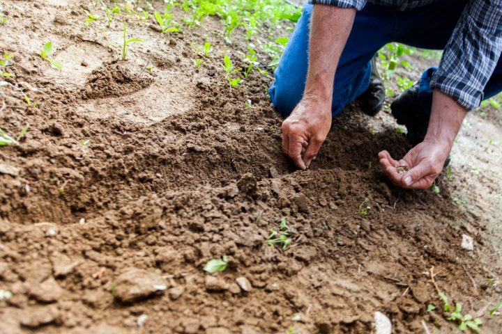 The best time to plant seeds depends on what you're growing.