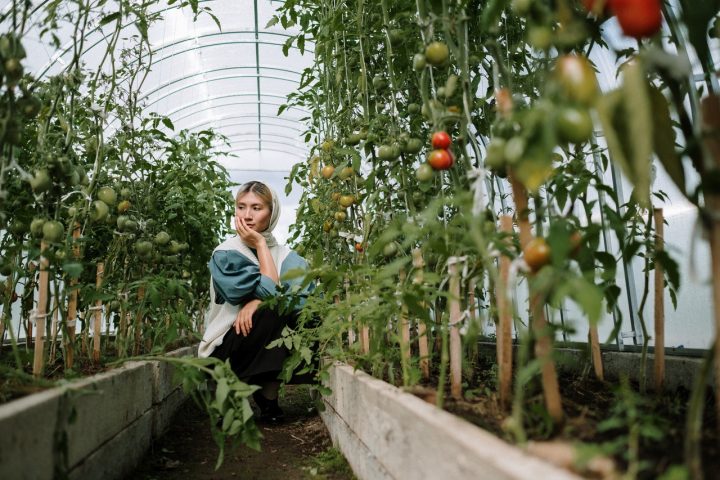 If you're asking is it time to plant tomatoes, it depends on the season and where you live. 