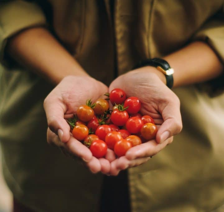One of the summer garden plants is tomatoes