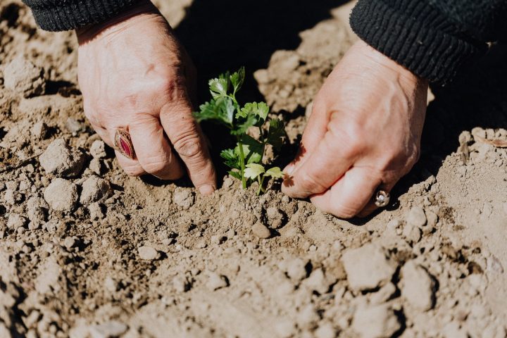 If you're asking is it too late to start a garden, know it's never too late. 
