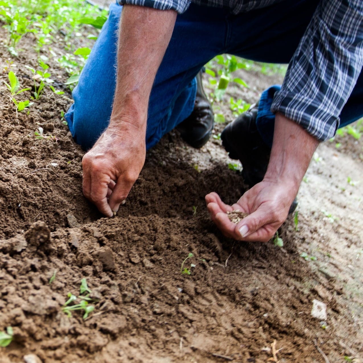 Cover crops help lead to balanced soil 