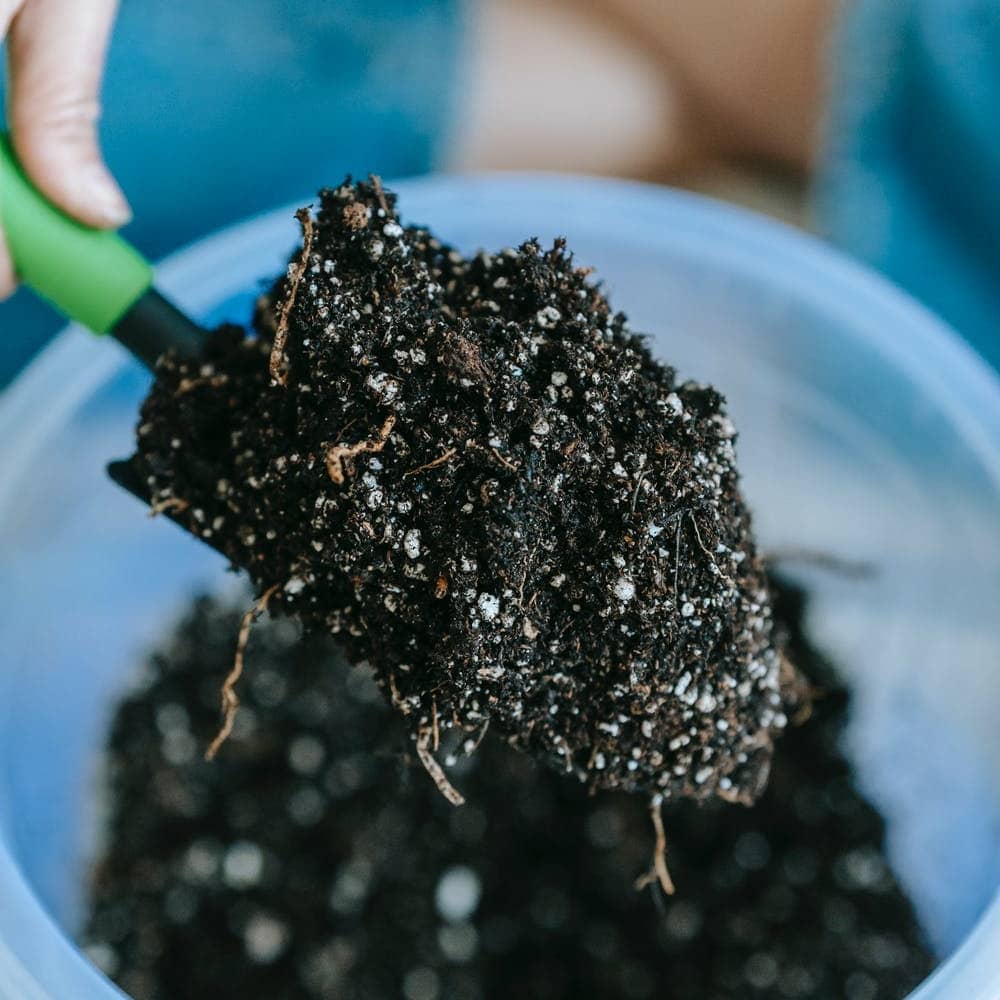If you're saying nothing will grow in my soil, try using natural fertilizer. 