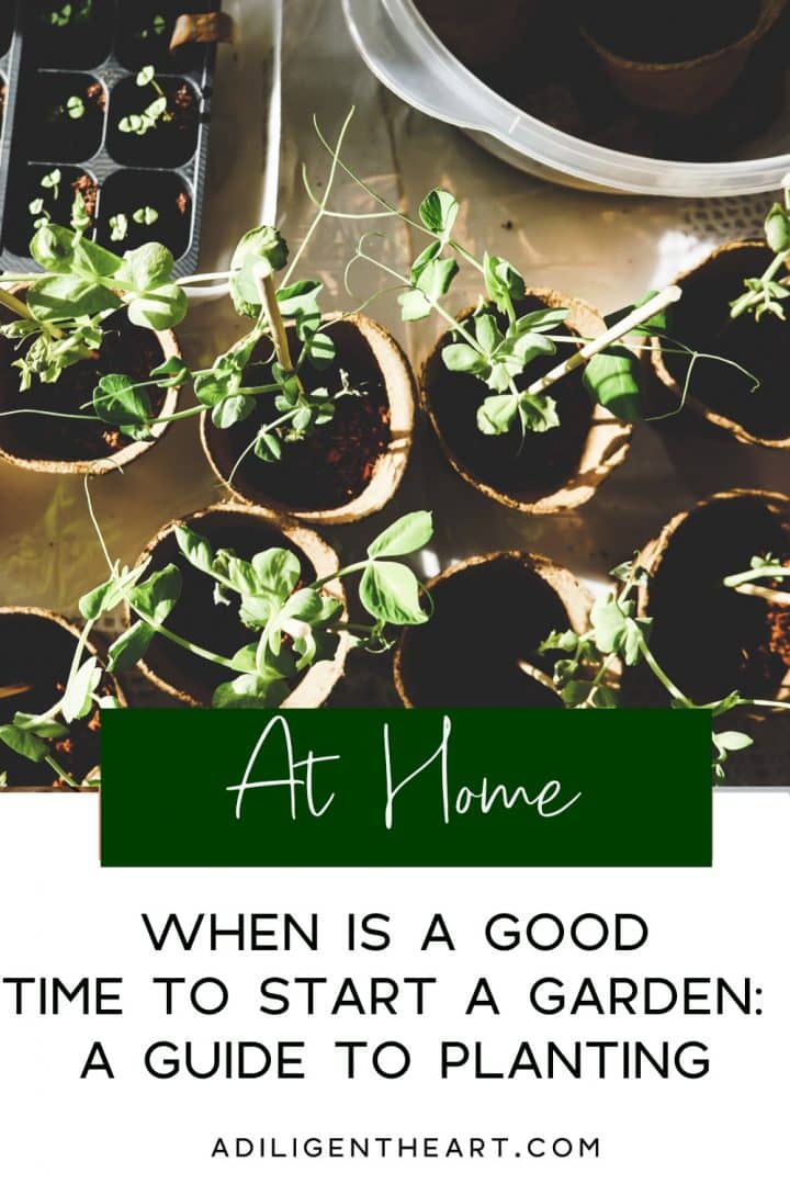 When is a good time to start a garden: a guide to planting