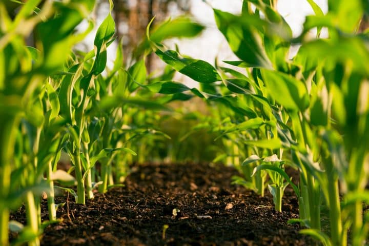 How to plant a summer garden: choose vegetables like corn. 