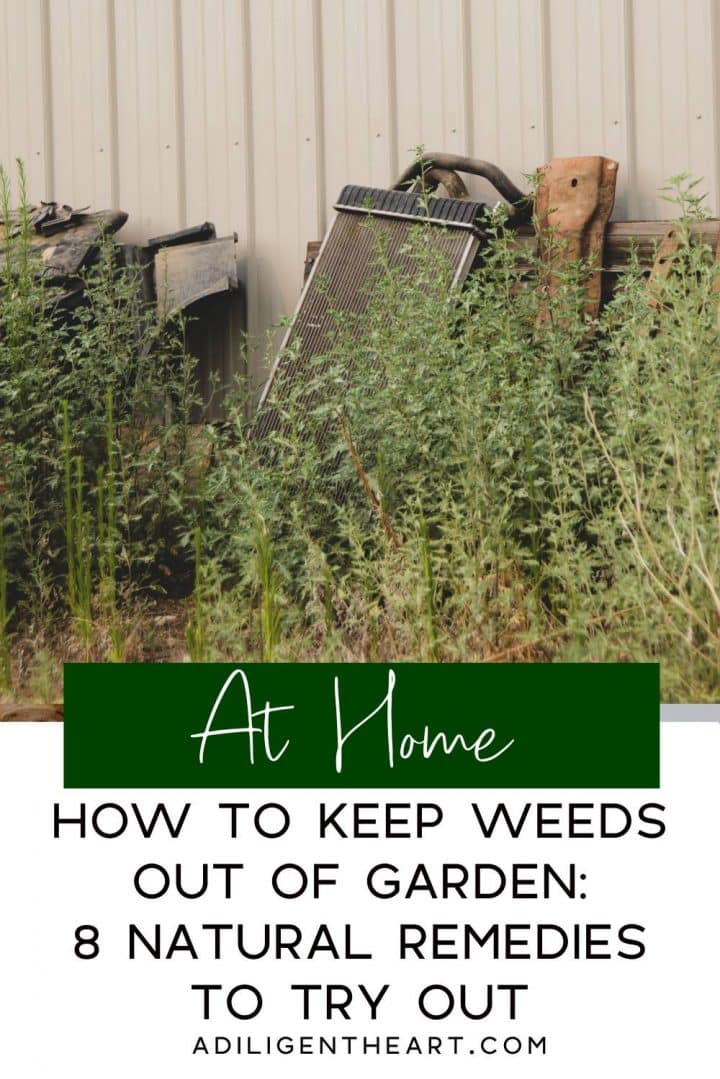 How to keep weeds out of garden: 8 natural remedies to try out