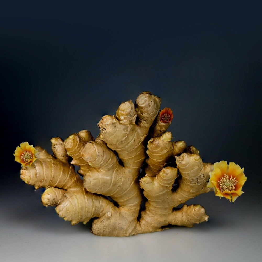 How long is ginger root good for: it lasts for over a month in the fridge 
