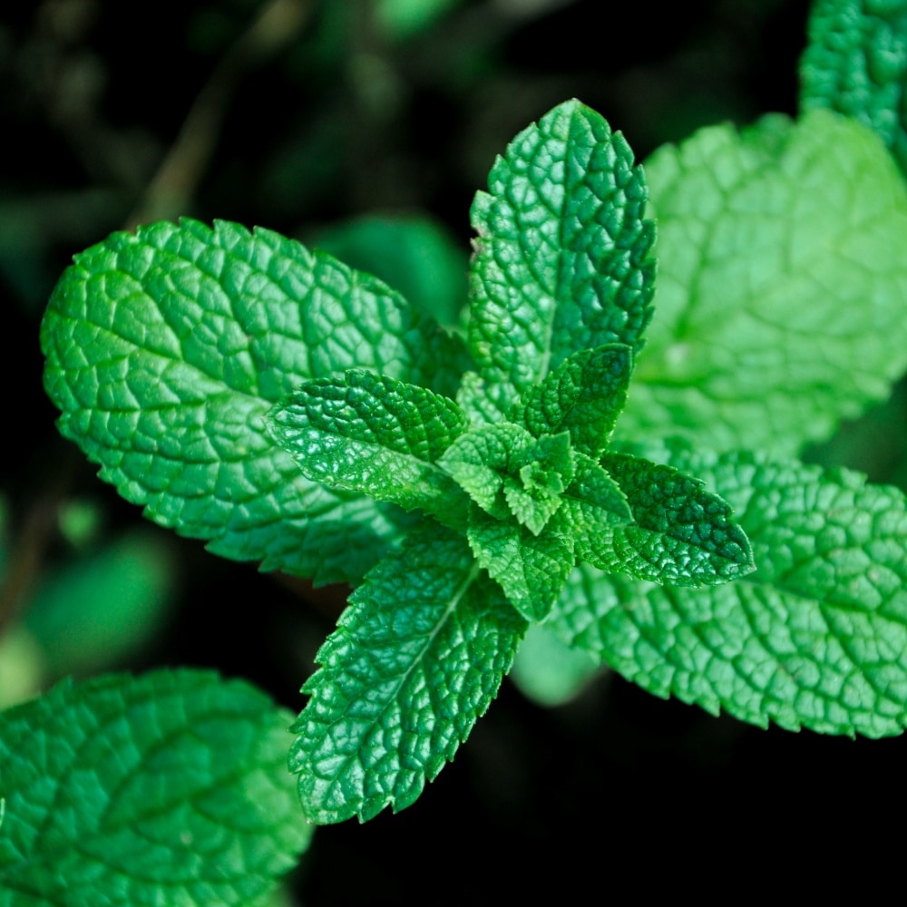 Make anti inflammatory mouthwash with herbs.