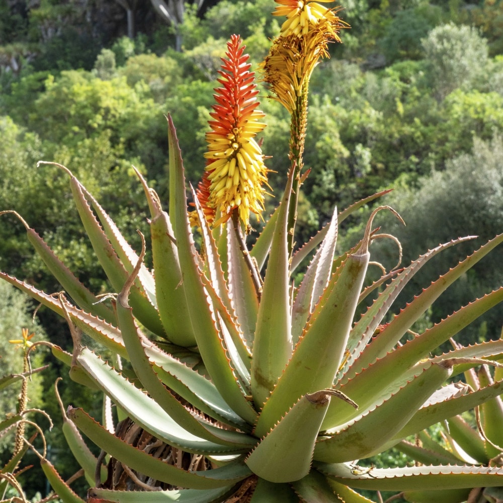 Create an aloe vera mouthwash 