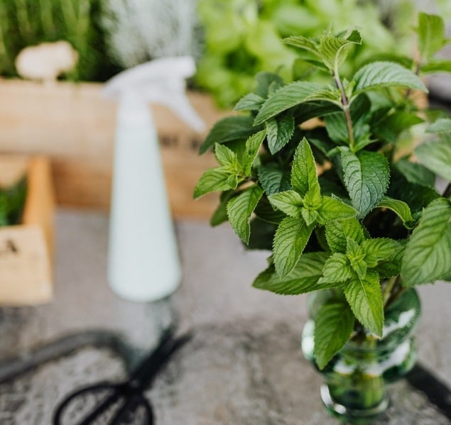 Try using peppermint extract in a variety of ways