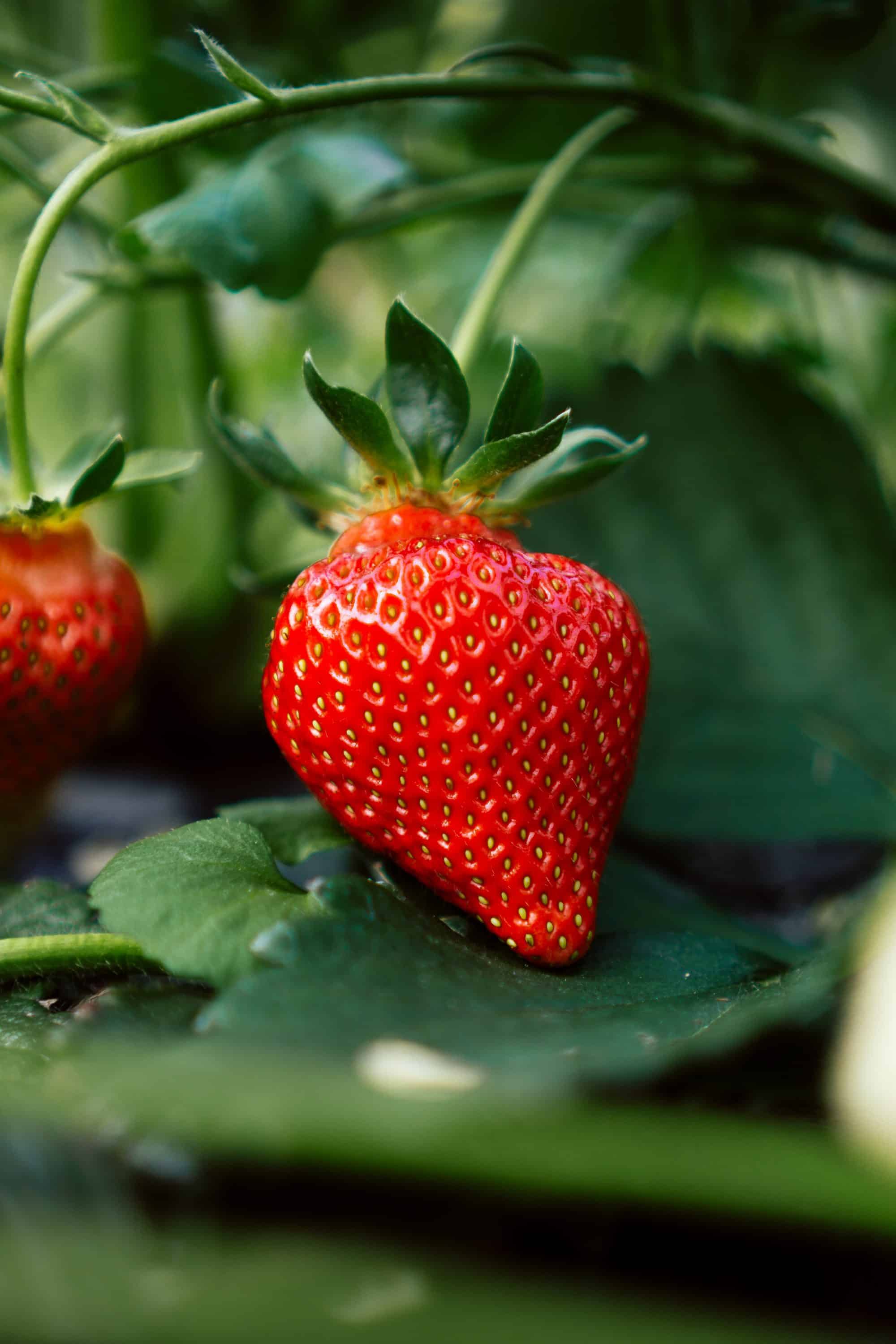 Growing fruit trees in pots and containers: try growing strawberries