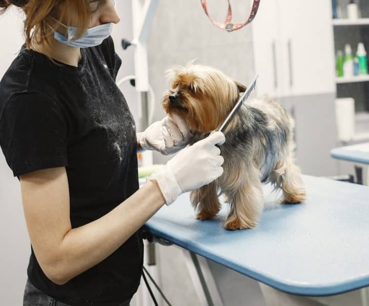 How to get dog hair out of blankets: groom regularly 